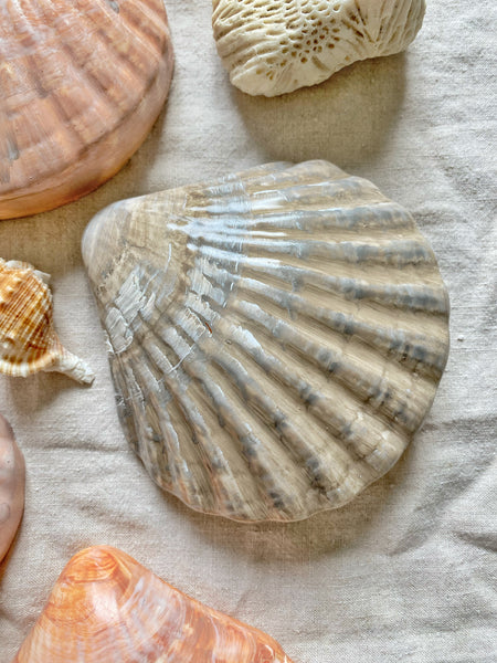 Coquille Saint Jacques trompe l’œil